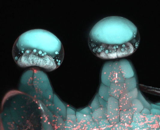 The Comprehensive Guide to Trichome Maturity: An Authoritative Reference for Precise Harvest Timing in Cannabis Cultivation