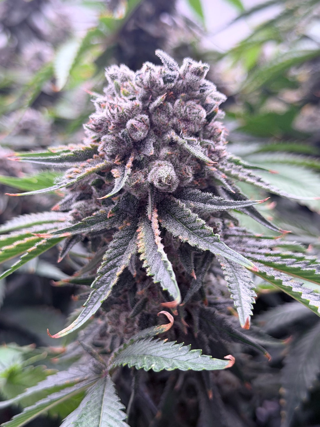 Frosted purple cannabis flower macro — TSR Dispensary Report Apothecarium Maplewood New Jersey