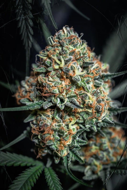 Panama Red: The Ghost That Still Haunts Dispensary Shelves in 2026