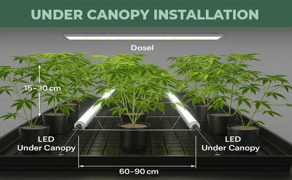 Under Canopy Lights: Turning Popcorn into Premium Buds By The Stoner Review – June 2026