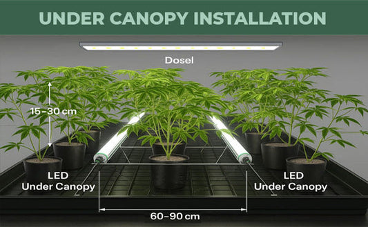 Under Canopy Lights: Turning Popcorn into Premium Buds By The Stoner Review – June 2026
