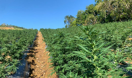 Jamaican Landraces: The Island Sativa Fire That Fueled Reggae and Legends Pure equatorial sativa bloodlines shaped by sun, sea, and Rasta spirit—raw, uplifting, and increasingly rare. 🌿🇯🇲🔥