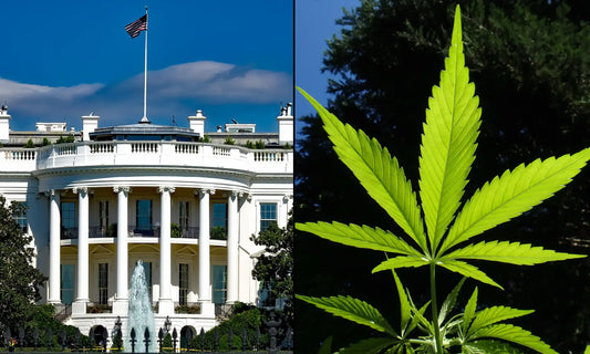 The Veil Has Lifted — But the Smoke Remains: What Rescheduling Really Means in 2026