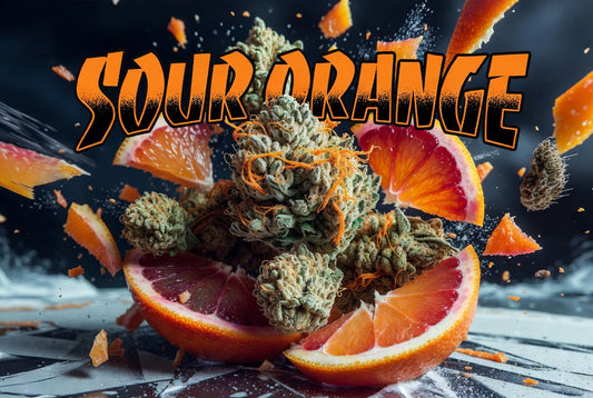 Sour Orange Strain Review: The Citrus Punk That’ll Wreck Your Couch Lock and Light Your Ass Up